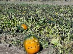 Pumpkins at Everson Ranch - Cherrye Williams